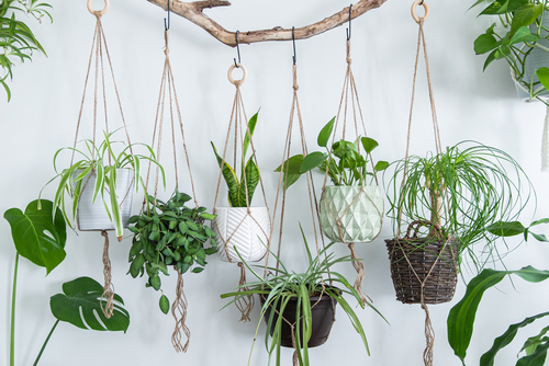 Picture of hanging house plants on a piece of wood.